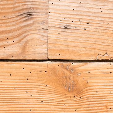 can plywood get woodworm? 2