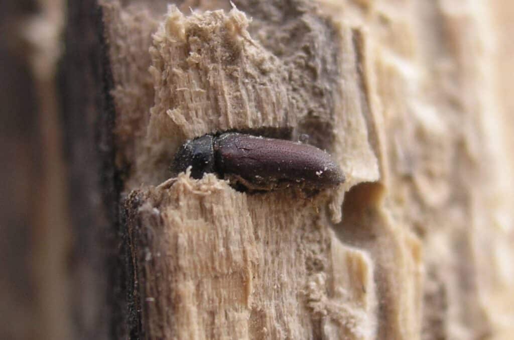 What time of Year Do Woodworm Beetles Emerge?