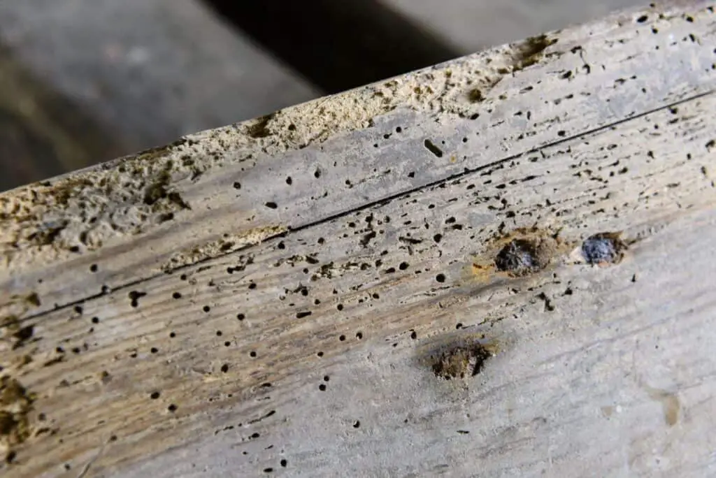 how to tell if woodworm is active