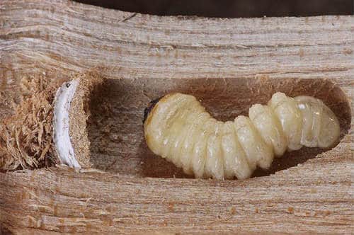 How Does Woodworm Start?