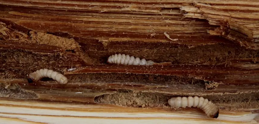 what does woodworm look like?