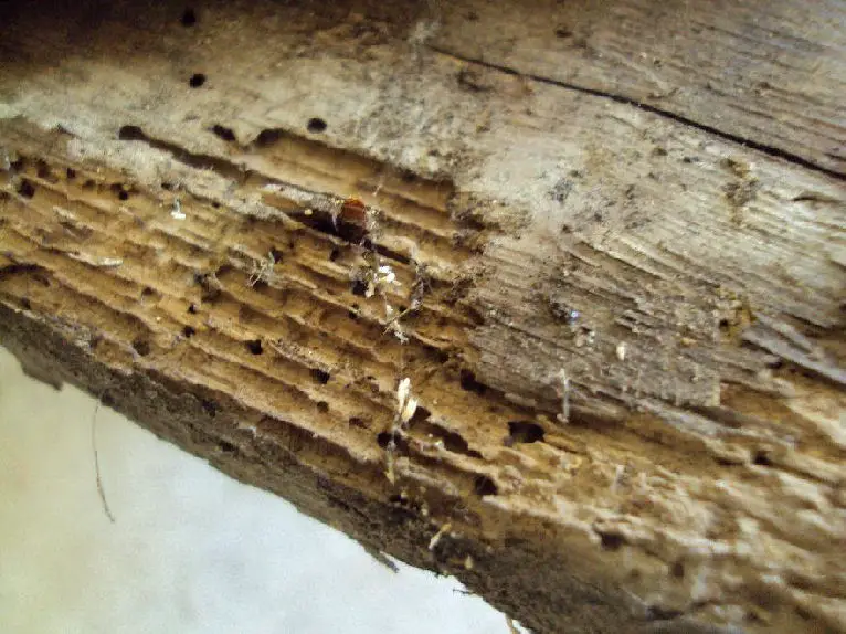 Can I Kill Woodworm in the Freezer?