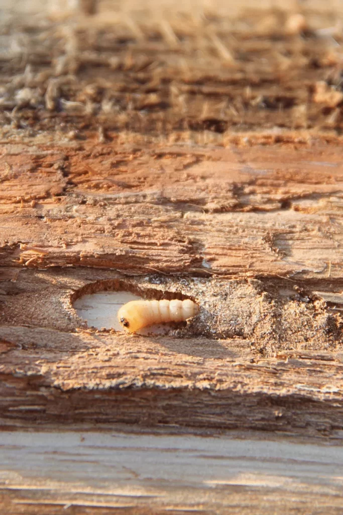 Are Woodworm Beetles Harmful to Humans?