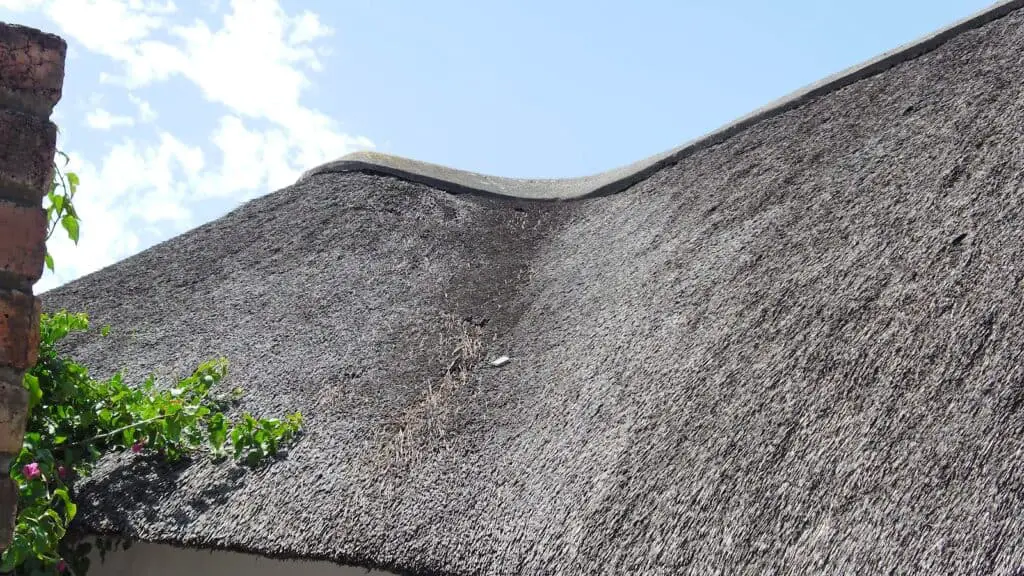 How Do You Comb a Thatched Roof?