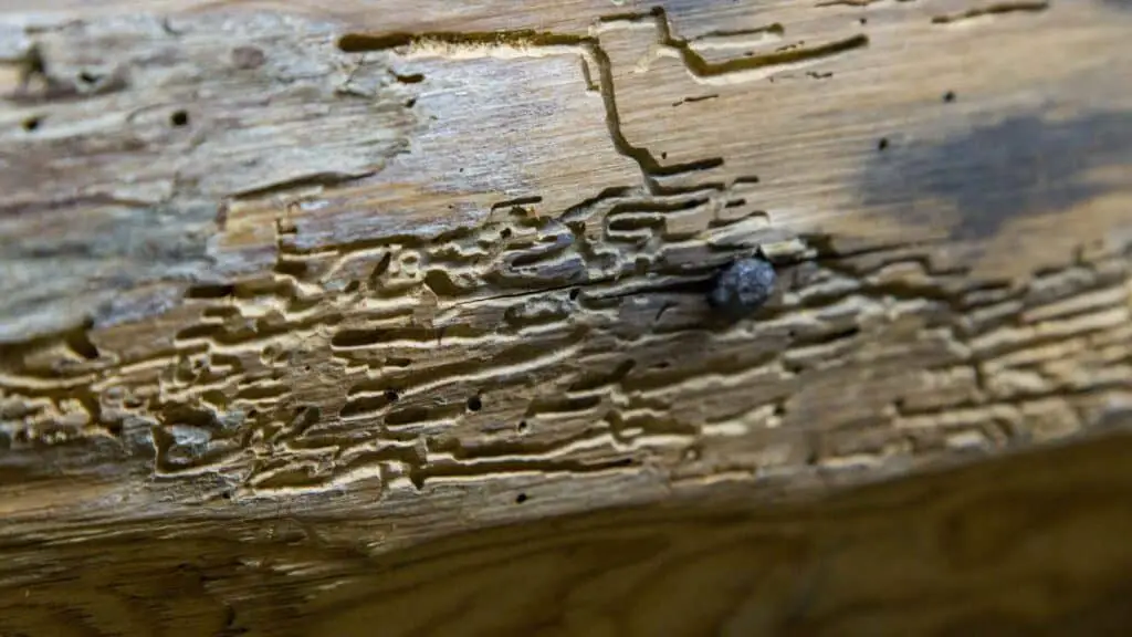 What Does Woodworm Smell Like?