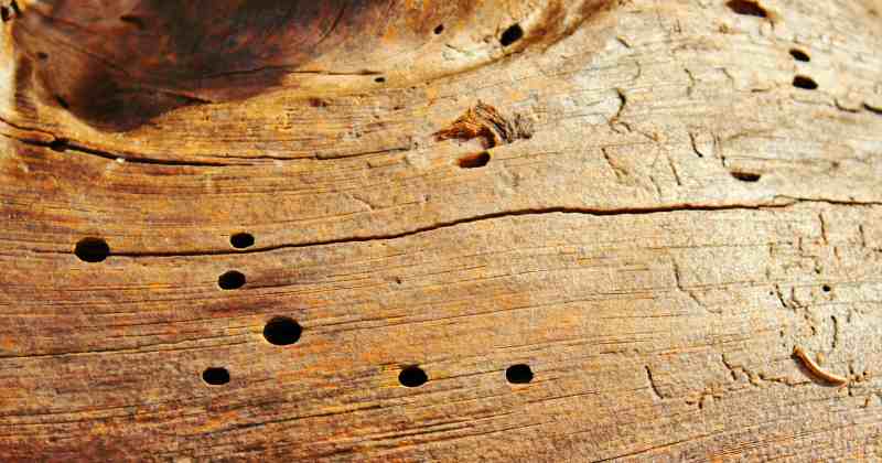 Treating Woodworm With Bleach