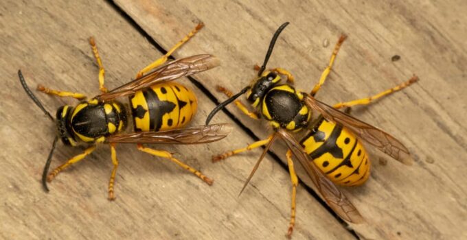 Wasps in Thatched Roof – How to Deal with Them