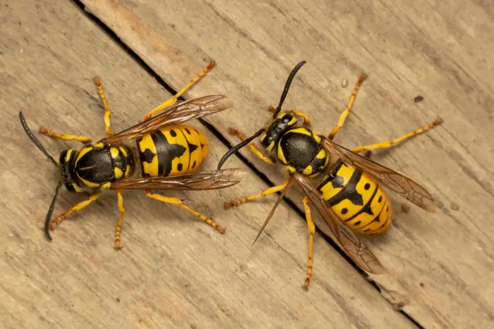 Wasps in Thatched Roof 