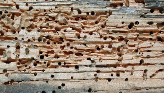 Does Woodworm Eat Plaster?