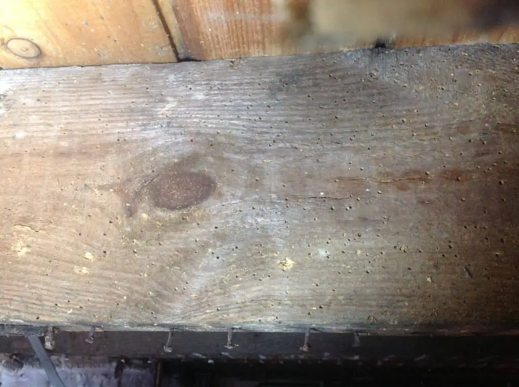 How to Treat Woodworm in Joists