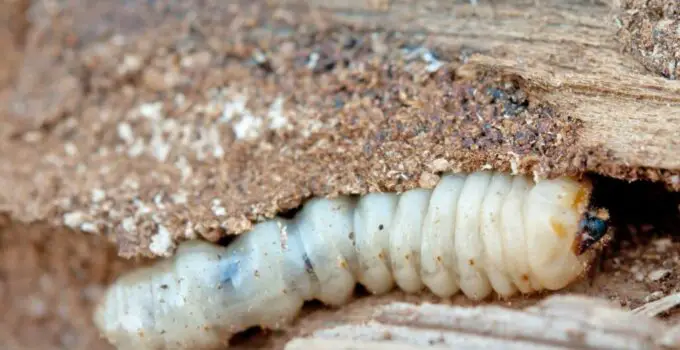 Can Woodworm Get Through Plastic?
