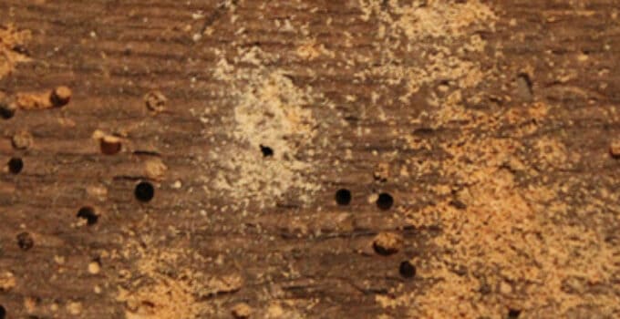 Woodworm Dust – Everything You Need to Know 