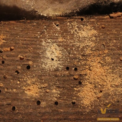 Woodworm Dust