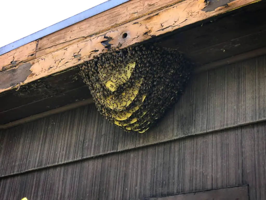 bees in thatched roof