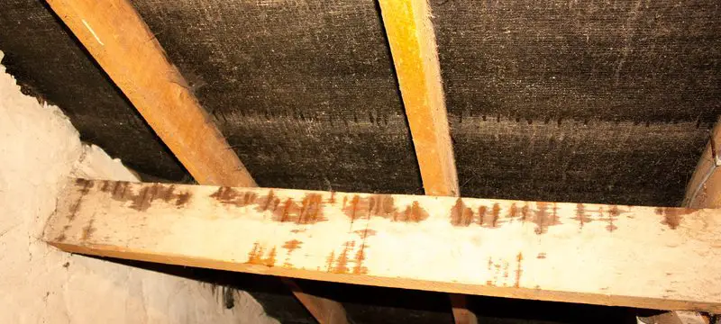 Can Woodworm Live in Loft Insulation?