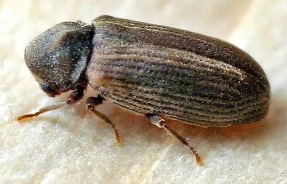 Types of Wood Beetle