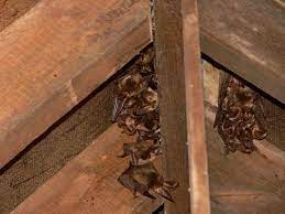bats nesting in thatched roof