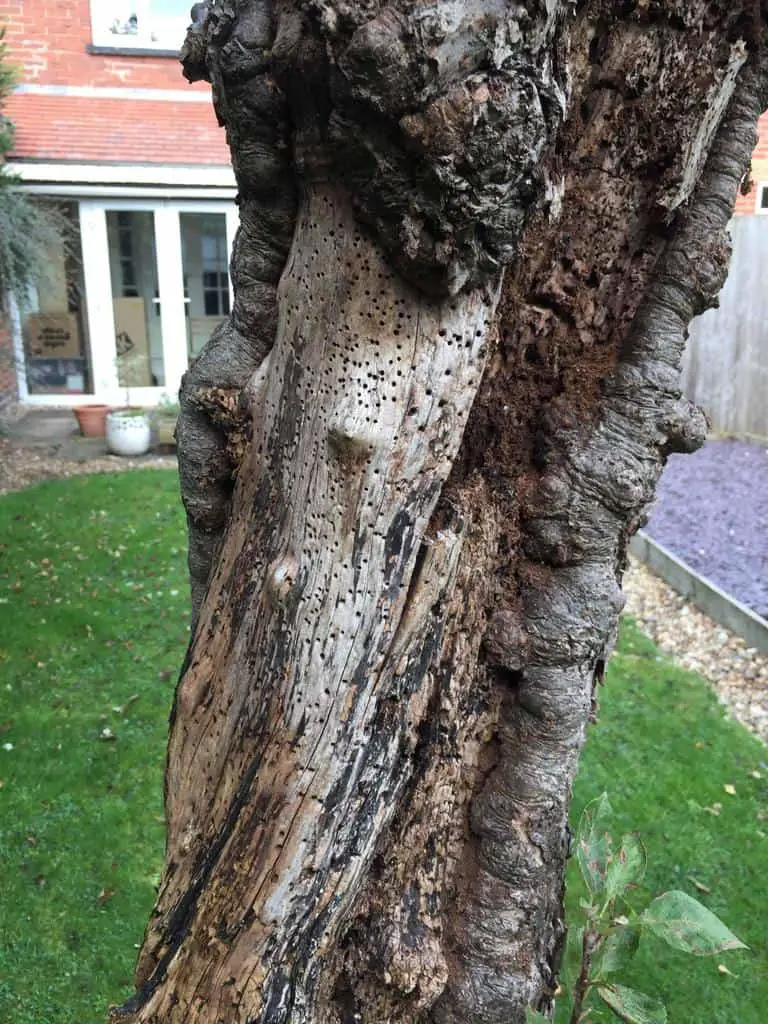 Can Woodworm Kill a Tree?