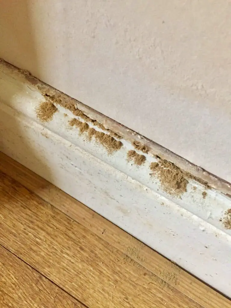 Can You Get Woodworm in Skirting Boards?