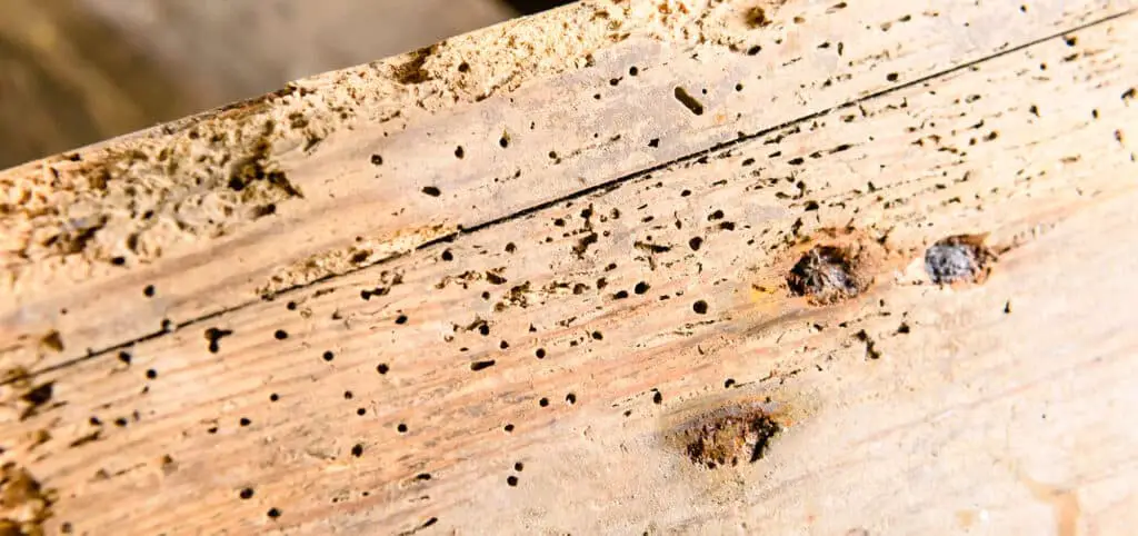 Does Woodworm Attack Dry Wood?